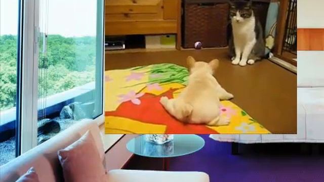 Прикольные животные ." ПЕРВЫЙ УРОК ХОРОШЕГО ТОНА"!!!! смотреть онлайн