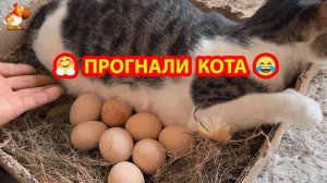 Прогнали Кота из гнезда и Курица высиживает цыплят 😹😂
