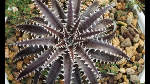 Dyckia in my garden смотреть онлайн