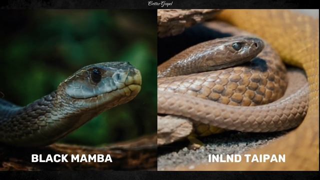 Black Mamba Vs Inland Taipan смотреть онлайн