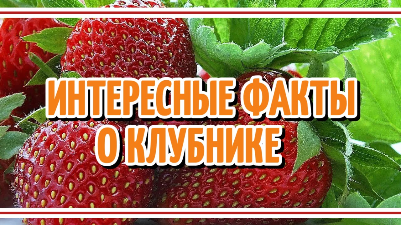 Клубника, факты, интересно. смотреть онлайн
