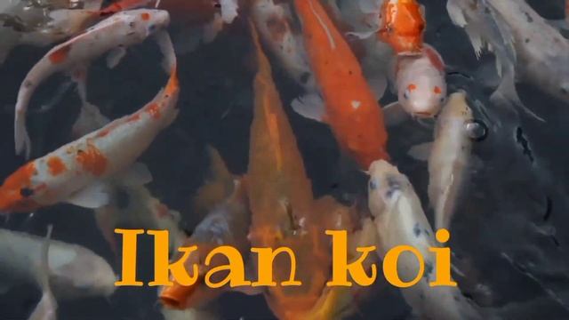 Belajar Mengenal Hewan Untuk Balita | Hewan-hewan Disekitar Rumah