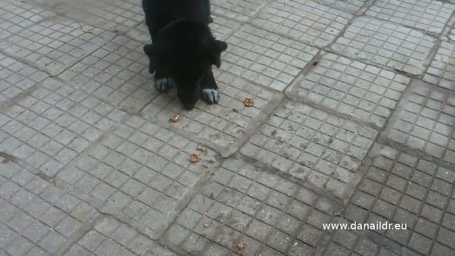 Кучето Блек яде орех / The dog Black eats Walnut смотреть онлайн