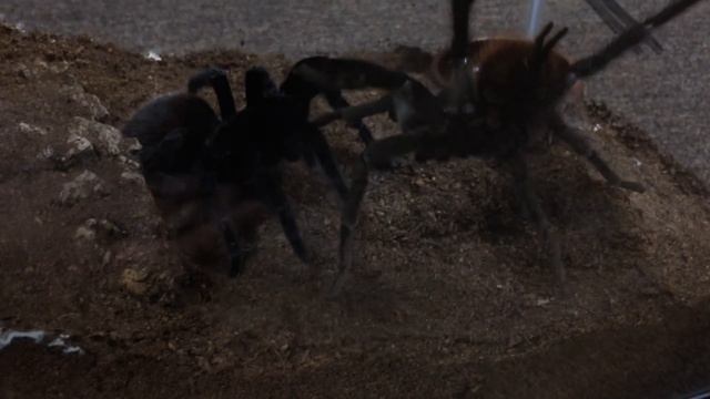 Brachypelma vagans Breeding смотреть онлайн