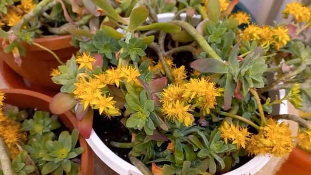 My new Sedum Palmer succulent plants with yellow flowers смотреть онлайн