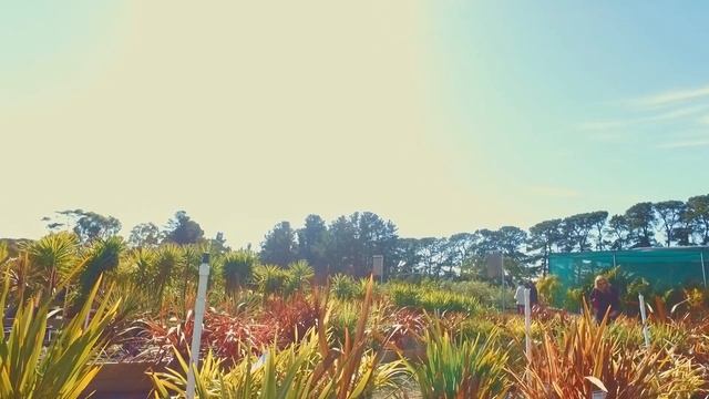 Diaco's Garden Nursery - Our Story смотреть онлайн