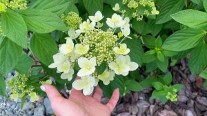 КАКИЕ РАСТЕНИЯ ЖИВУТ В МОЕМ САДУ! Обзор молодого сада, многолетники, однолетники!