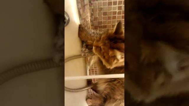 Кот полоскун смотреть онлайн