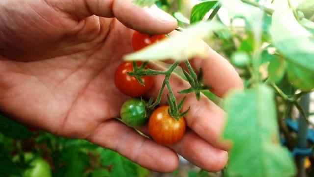 Томаты и огурцы: вместе или раздельно? САЖАЕМ ВМЕСТЕ в одну теплицу смотреть онлайн