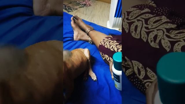 Inga paru brownie #comedy #funny #love #fun смотреть онлайн