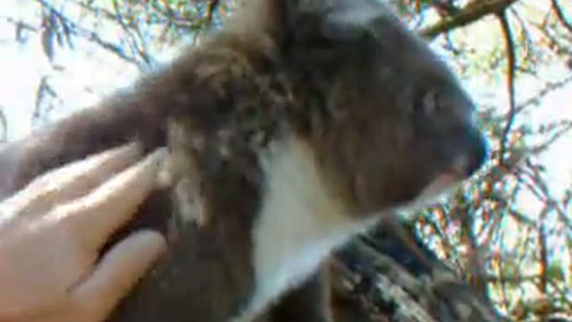 I'm touching a Koala! смотреть онлайн