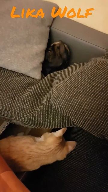 Как Построить Дом 🏠 Кошки знают 🐱😍Lustige Katzen | Милые котята | Забавные кошки|Cute cats смотреть онлайн