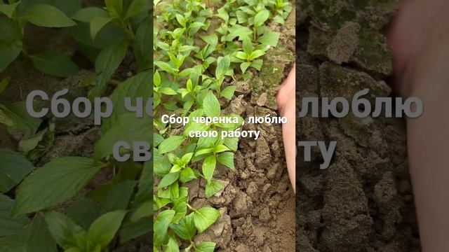 100 % способ черенкования гортензии метельчатой смотреть онлайн