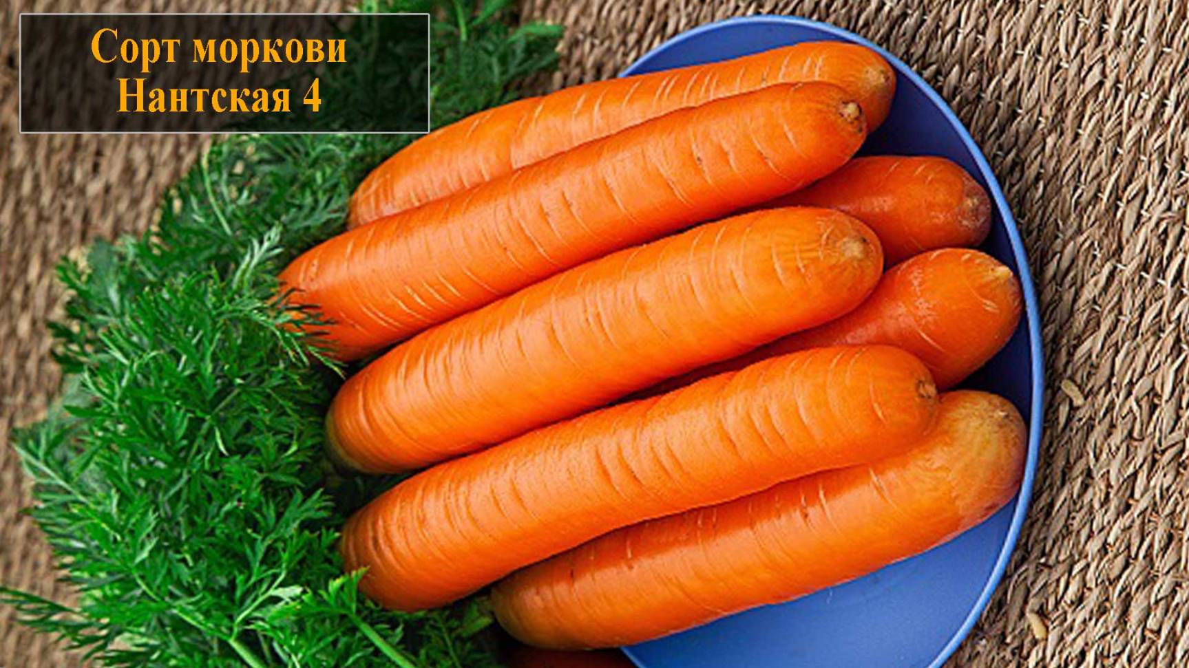 Морковь сорта Нантская 4 смотреть онлайн
