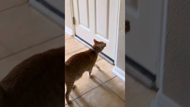 Говорящий кот/ Утро Рыжика смотреть онлайн