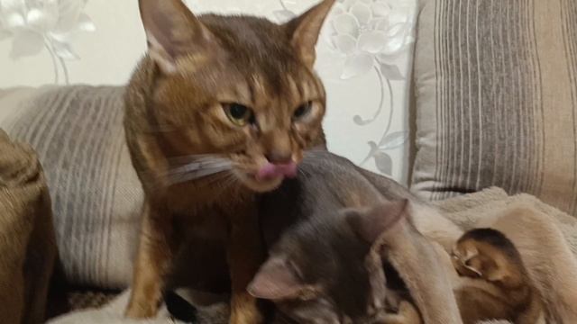 Абиссинские котята😍🤗😍.mp4 смотреть онлайн