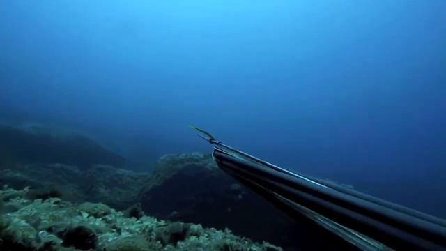 barracuda смотреть онлайн