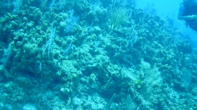 scuba смотреть онлайн