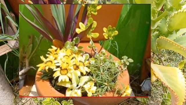 Actualización de mis macetas recicladas como crecen las suculentas en ellas #reciclando #recicla смотреть онлайн