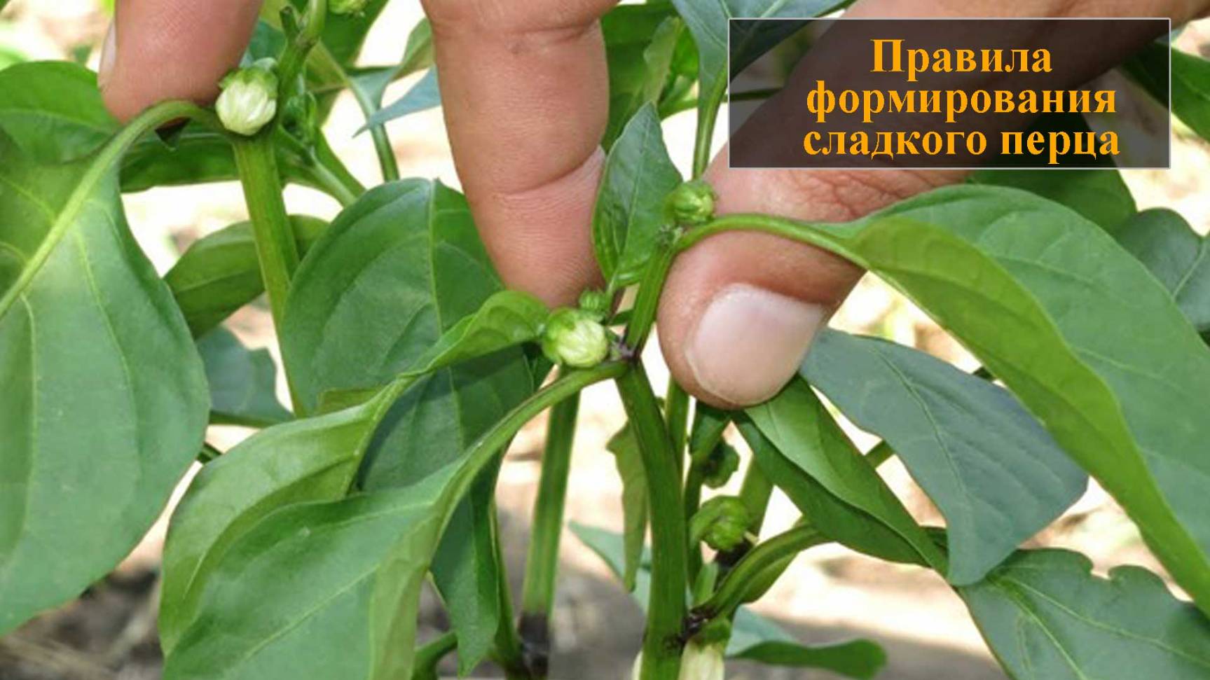 Формирование перца смотреть онлайн