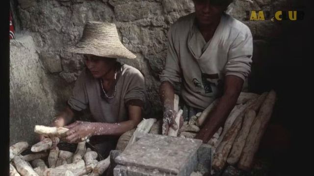Маниок: опасное прошлое и многообещающее будущее токсичной, но питательной культуры смотреть онлайн