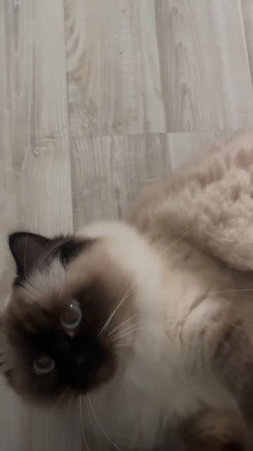 Котики наши лучшие друзья 🐈😍☺️Невская маскарадная кошка 🥰#cat#funny#meow#пушистики#кошка#приколы смотреть онлайн