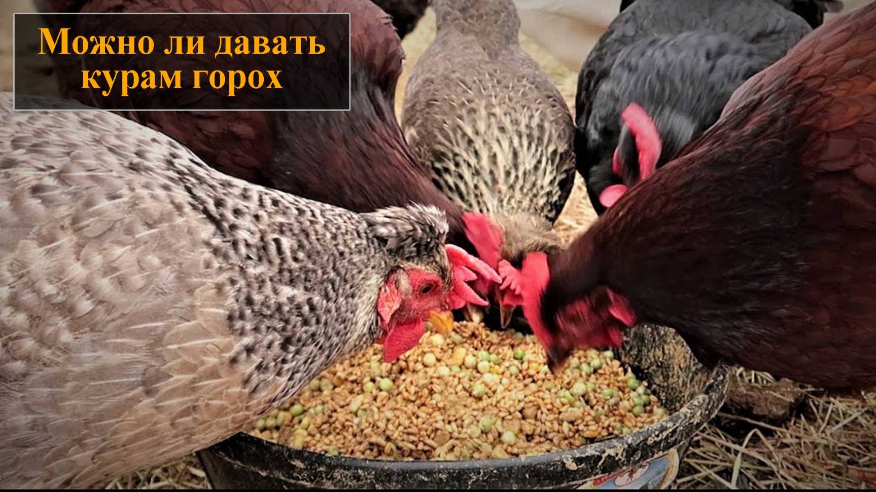 Можно ли кормить кур горохом смотреть онлайн
