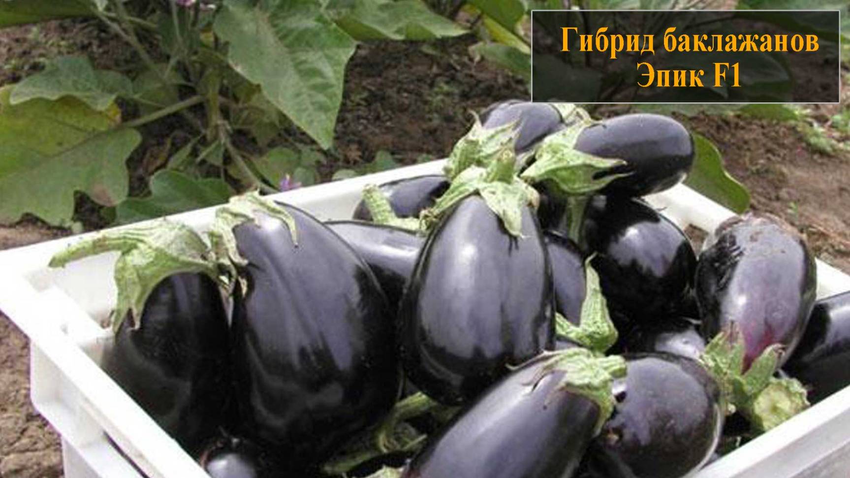 Гибрид баклажанов Эпик смотреть онлайн