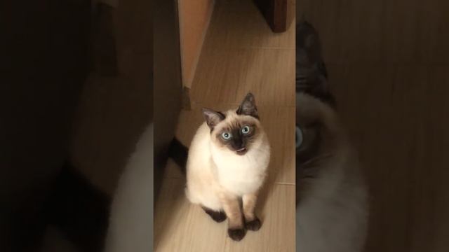 Gatta che ama parlare|Кошка любит разговаривать смотреть онлайн
