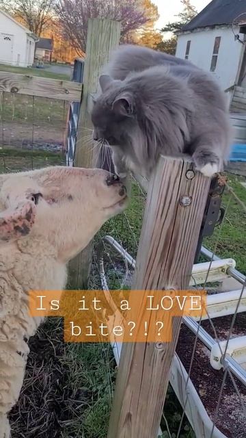 #sheep #cat #funnyanimals смотреть онлайн