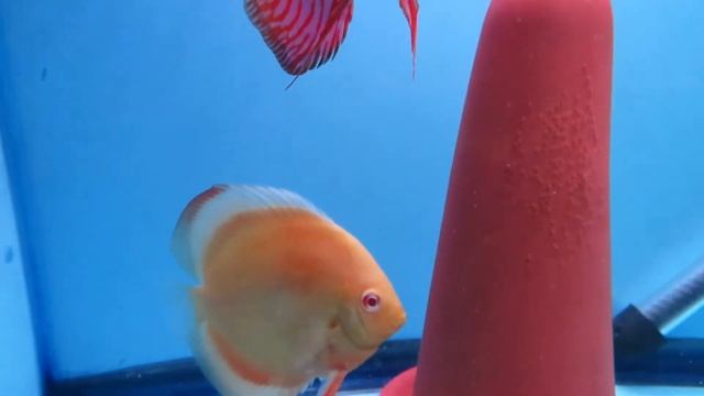 Breeding Discus Red Eagle x Golden Albino смотреть онлайн