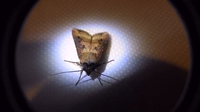 Agrotis ipsilon Greece смотреть онлайн