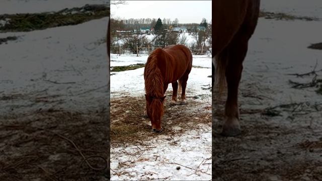 конь смотреть онлайн