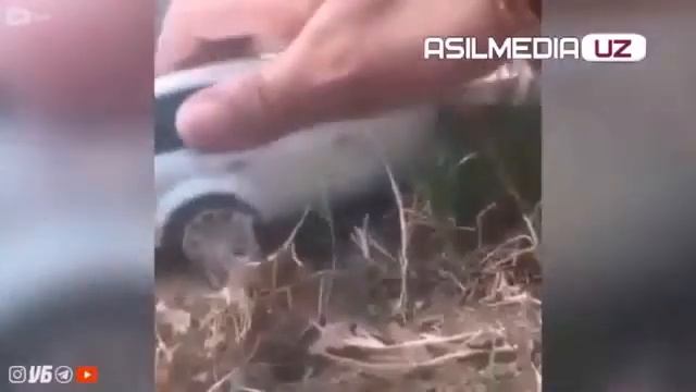 YANGI TELEGRAM PRIKOLLAR #19 KUYOV NAVKARLA OCH QOLGANMI UZBEK PRIKOL Mytube uz интересное ви смотреть онлайн