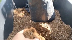 Подготовка субстрата для саженцев голубики и посадка