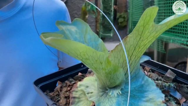 Plant Profile - Platycerium Wandae -Ep83