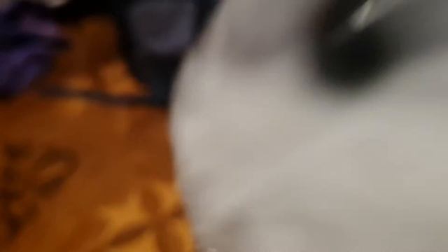 песня хомяк филика смотреть онлайн