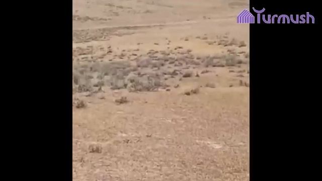 Узундугу 1 метрге жетет: Баткенде Кызыл китепке кирген эчки эмерлер байырлайт смотреть онлайн