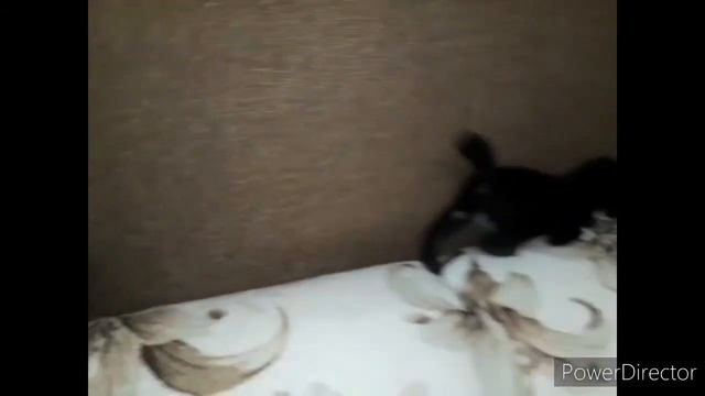 #смешныекоты2020, #кошки, #котята,#сидим_дома ПРИКОЛ С КОТЯТАМИ - 2020 . смотреть онлайн