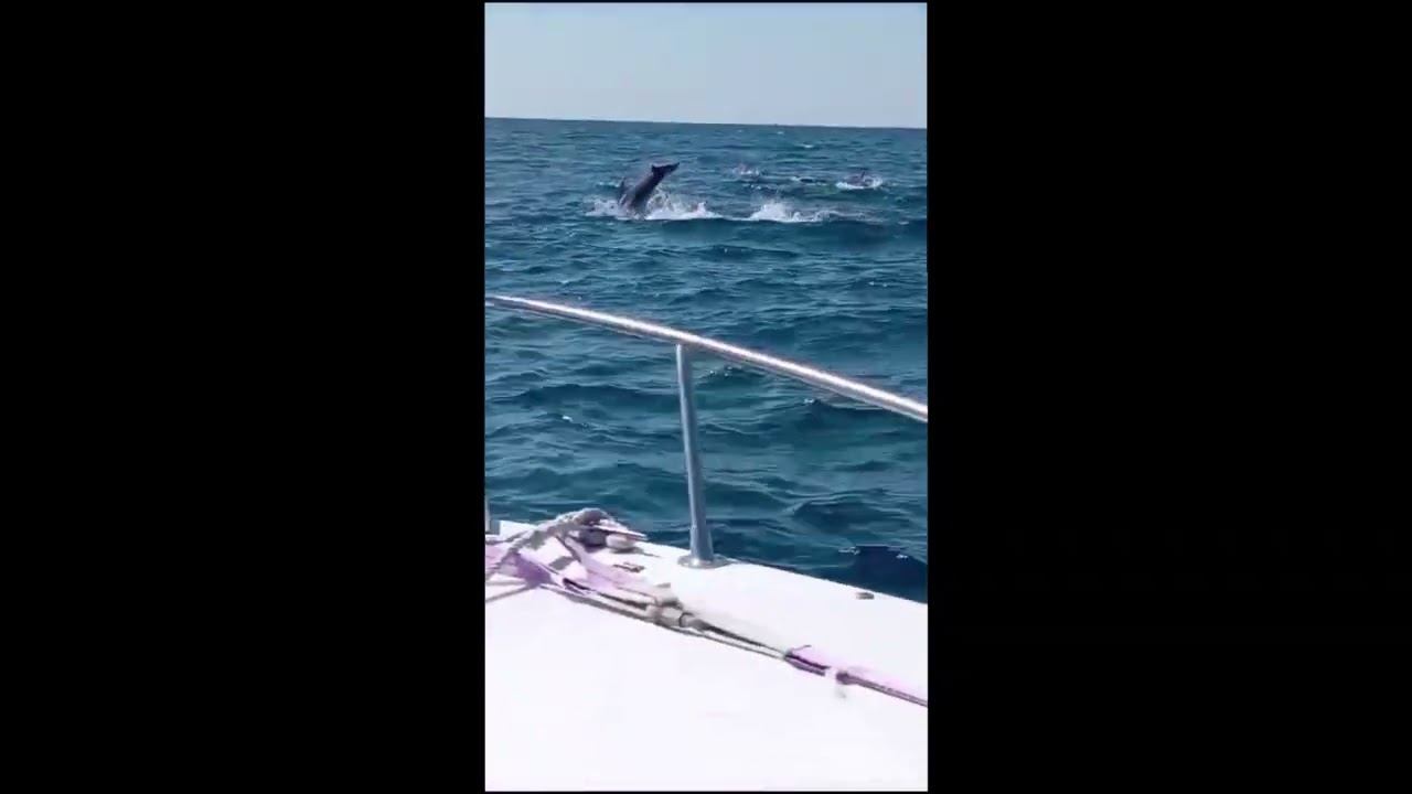 Дельфины смотреть онлайн