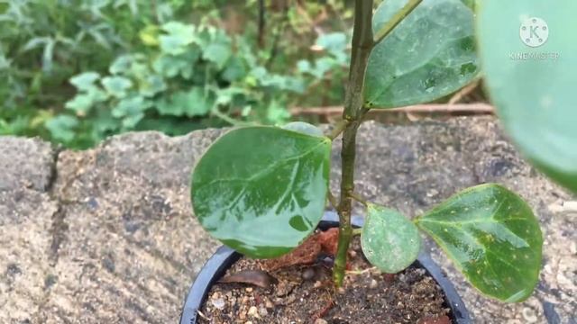 Ficus Deltoidea | Suitable Plant for Bonsai | Cutting Se Grow For Bonsai | Ficus Plant Fruits. смотреть онлайн