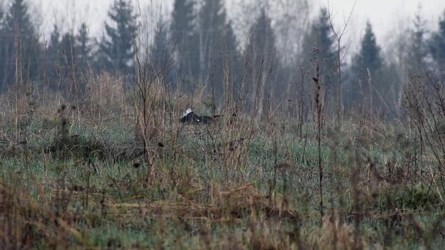 Тетеревиный ток , 11.05.2023 г., из архива А.Большакова смотреть онлайн