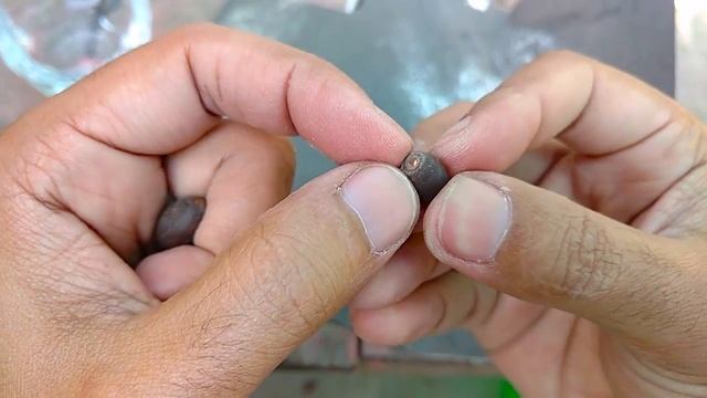 How to Grow Lotus ( Kanwal ) Flower From Seeds Part-1 смотреть онлайн