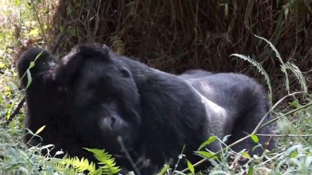 ADORABLE Baby Gorilla Playing with Silverback in Uganda смотреть онлайн