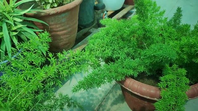 Foxtail Fern full care tips//How to propagate. एक plant से बनायें कई plant बहुत आसानी से смотреть онлайн