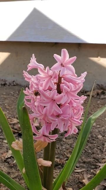 PINK HYACINTH | Pilar in USA Gardening смотреть онлайн