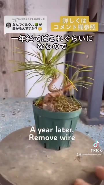 黒松の盆栽を苗から作る方法#盆栽 #初心者 #bonsai смотреть онлайн