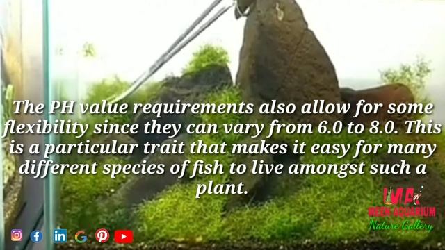 Aquarium Plant Guide | Riccia Fluitans смотреть онлайн