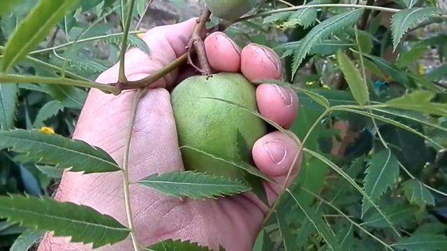 Kitajski cvetoči kostanj (Xanthoceras sorbifolium), Majšperk, Slovenija смотреть онлайн