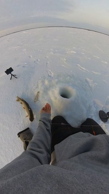 щука на жерлицу смотреть онлайн